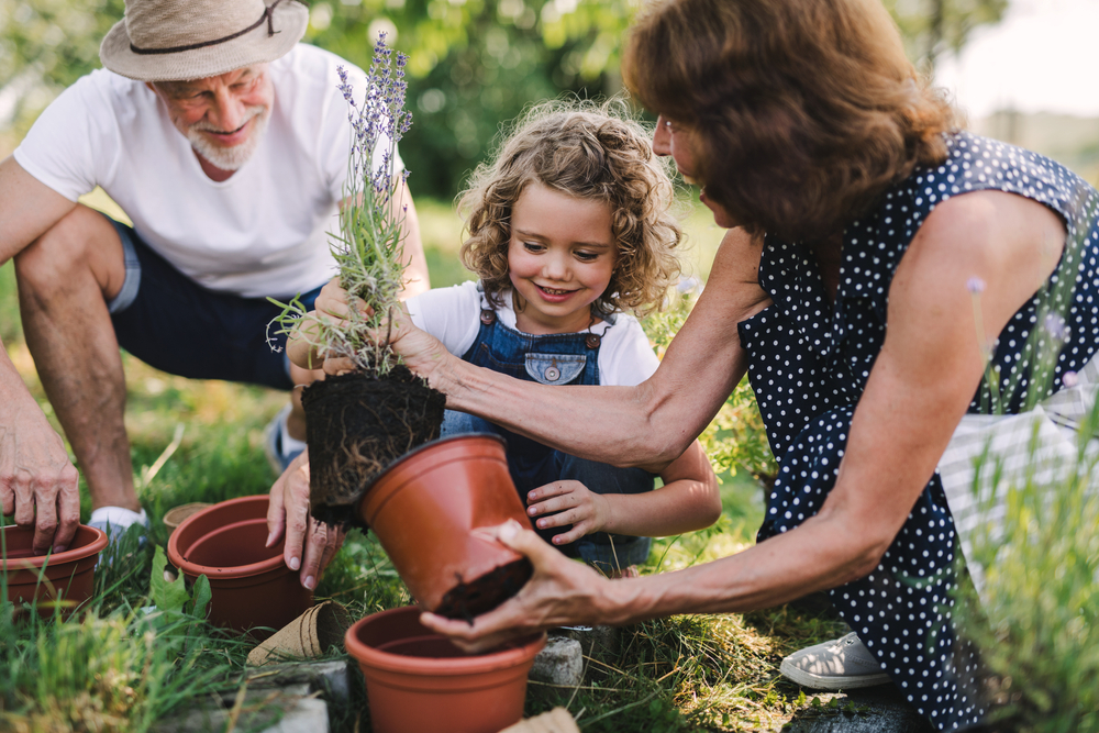 Senior,Grandparents,And,Granddaughter,Gardening,In,The,Backyard,Garden.